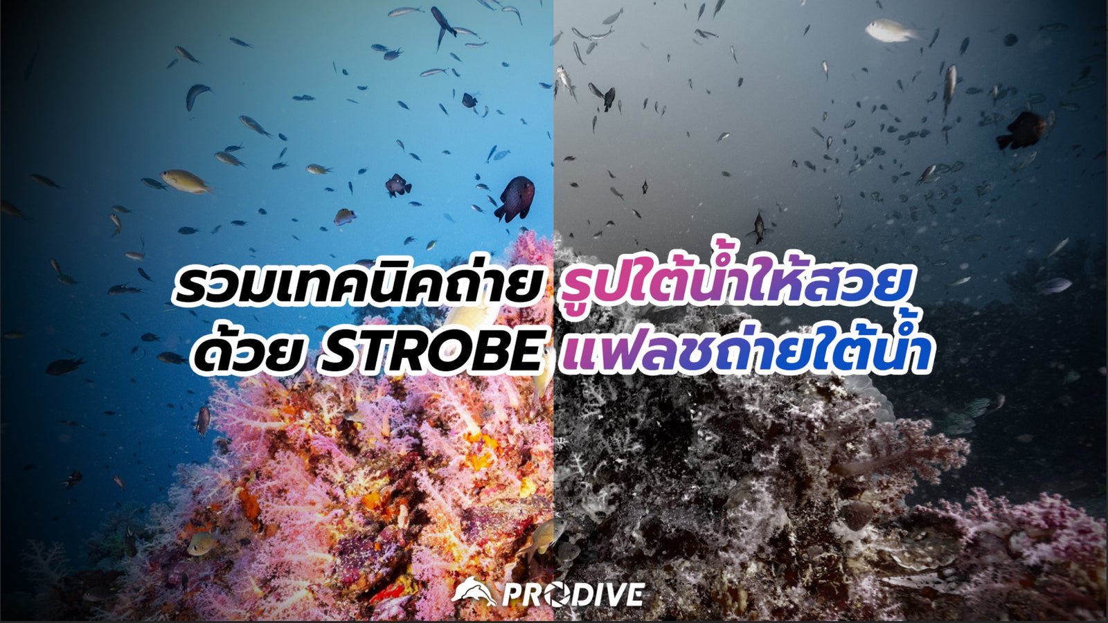 รวมเทคนิคถ่ายรูปใต้น้ำให้สวยด้วย Strobe แฟลชถ่ายใต้น้ำ