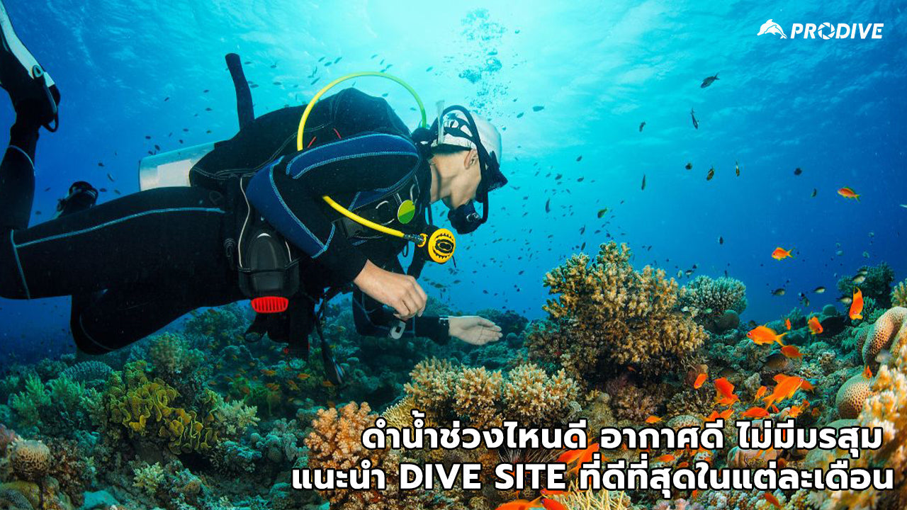 ดําน้ําช่วงไหนดี อากาศดี ไม่มีมรสุม แนะนำ Dive Site ที่ดีที่สุดในแต่ละเดือน