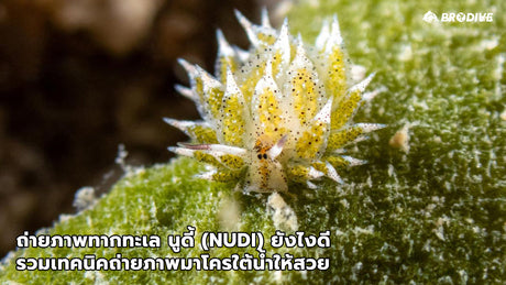 ถ่ายภาพทากทะเล นูดี้ (Nudi) ยังไงดี รวมเทคนิคถ่ายภาพมาโครใต้น้ำให้สวย