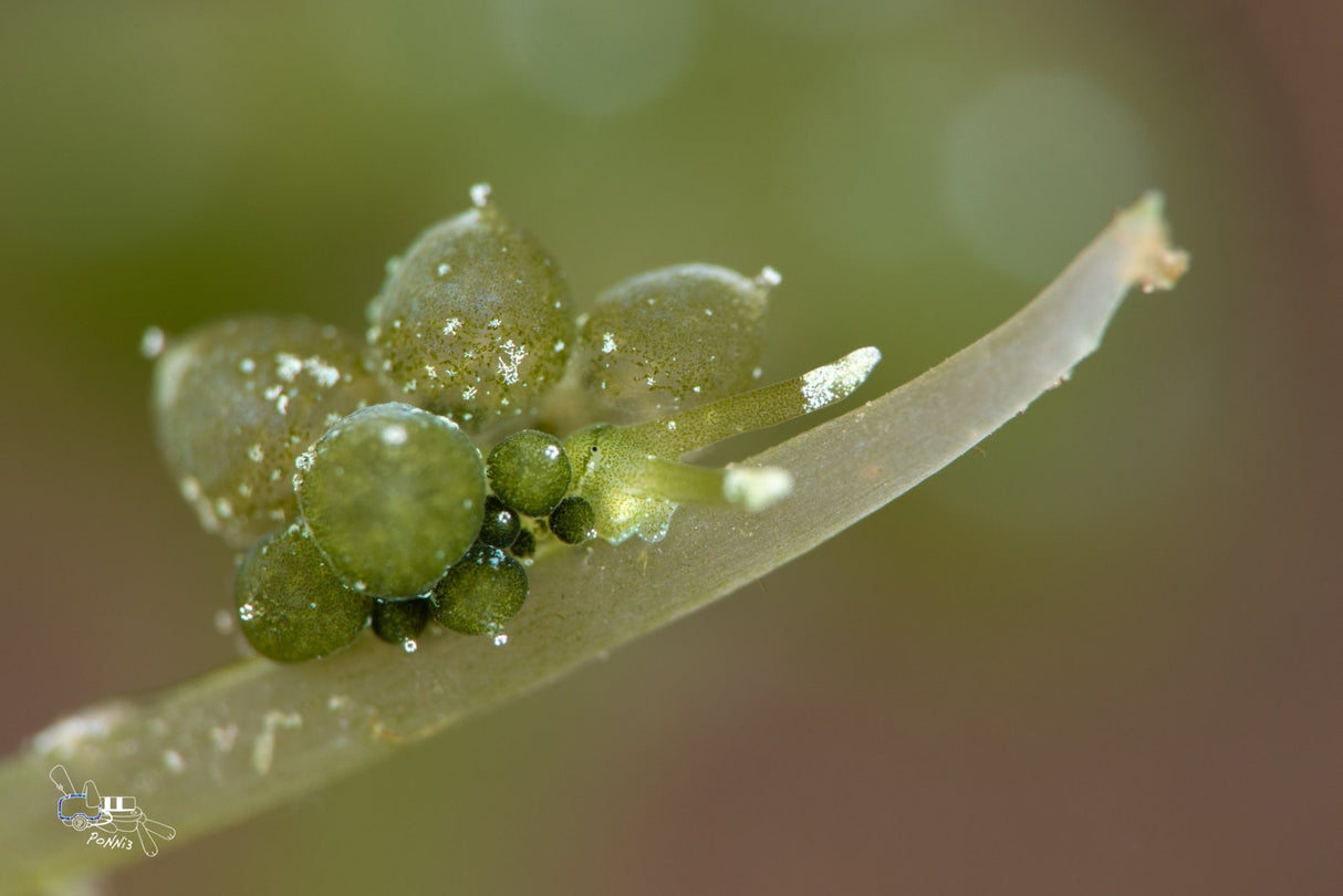 AOI UCL-900 PRO +23.5 Close-up Lens